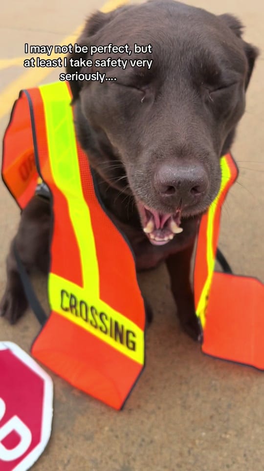 Post 1 by Champ🐶& Ms. R🙋🏻‍♀️ on TikTok (video)