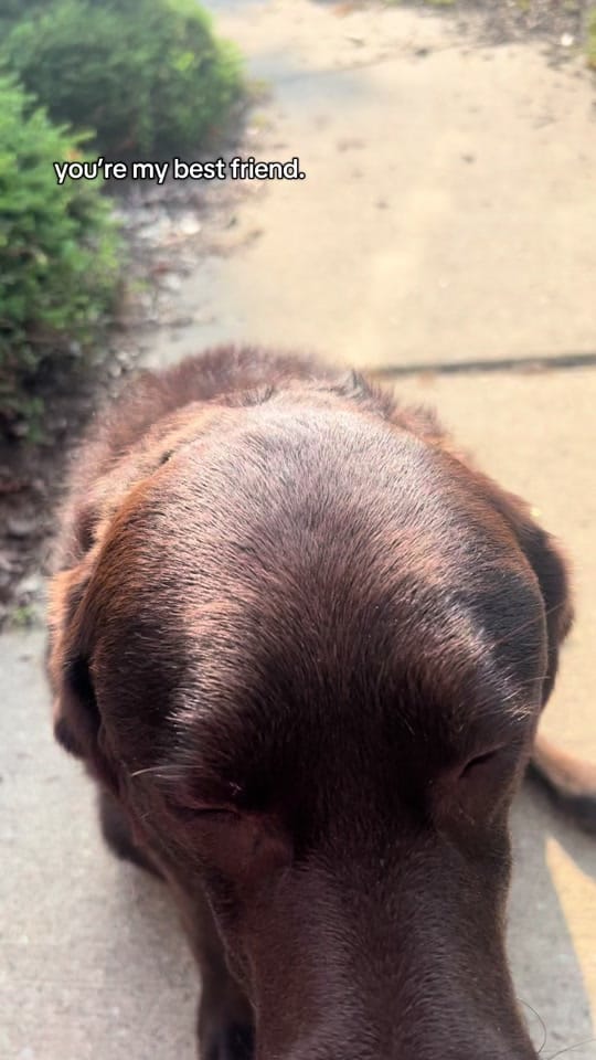 Post 8 by Champ🐶& Ms. R🙋🏻‍♀️ on TikTok (video)