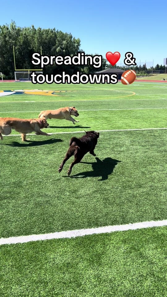 Post 10 by Champ🐶& Ms. R🙋🏻‍♀️ on TikTok (video)