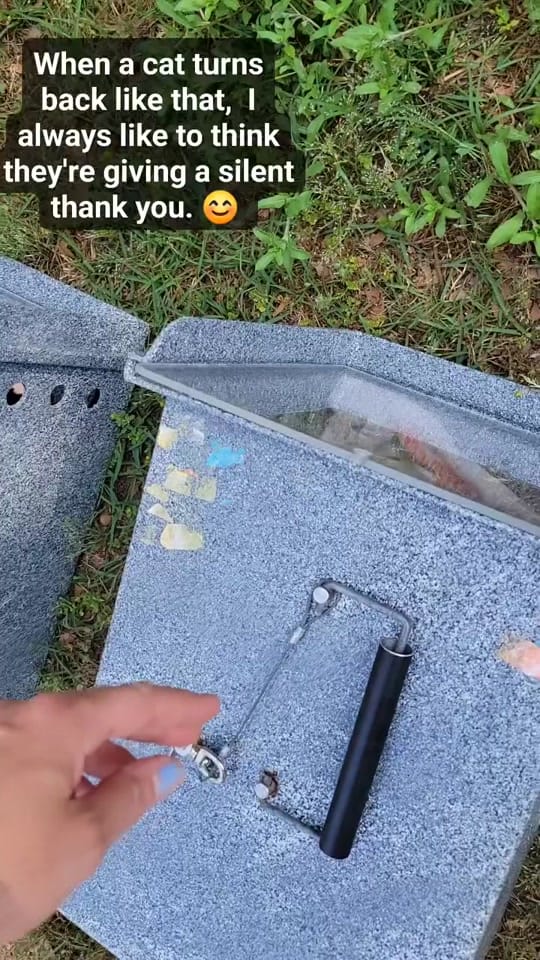 Post 8 by Paxton Feline Rescue on TikTok (video)