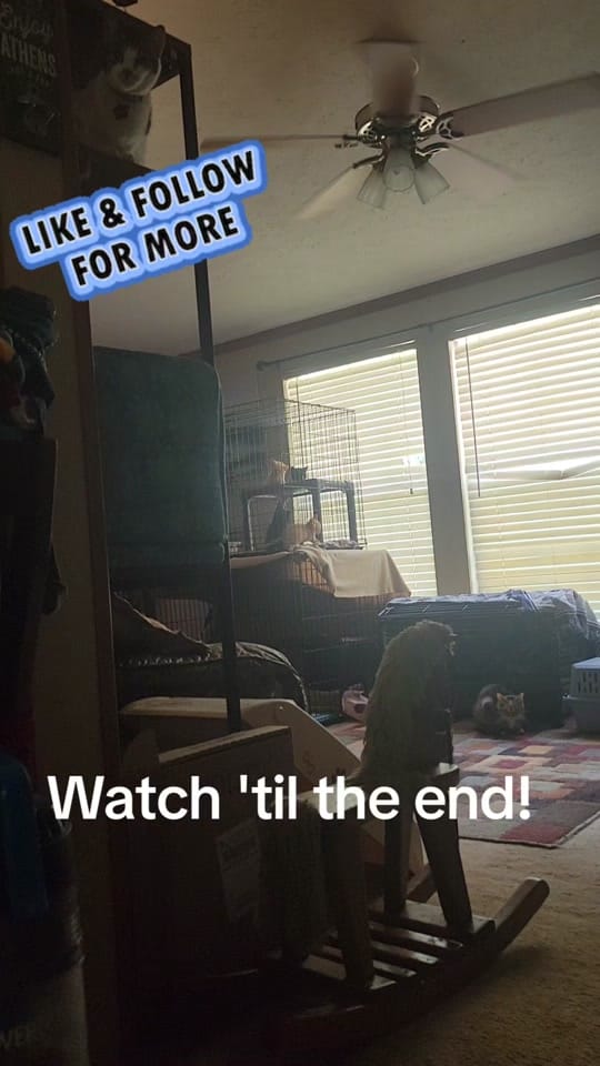 Post 6 by Paxton Feline Rescue on TikTok (video)
