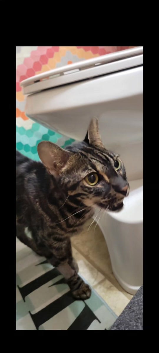 Post 2 by Paxton Feline Rescue on TikTok (video)