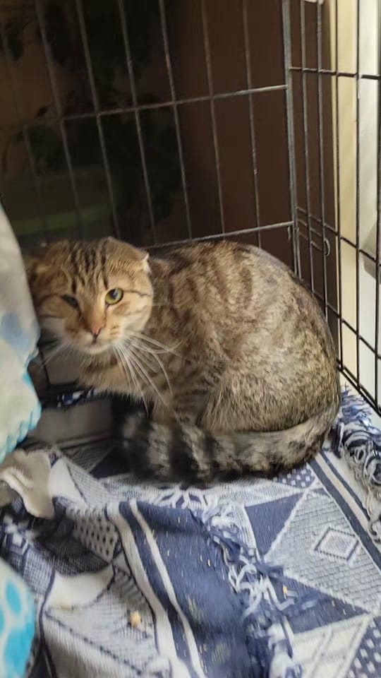 Post 3 by Paxton Feline Rescue on TikTok (video)