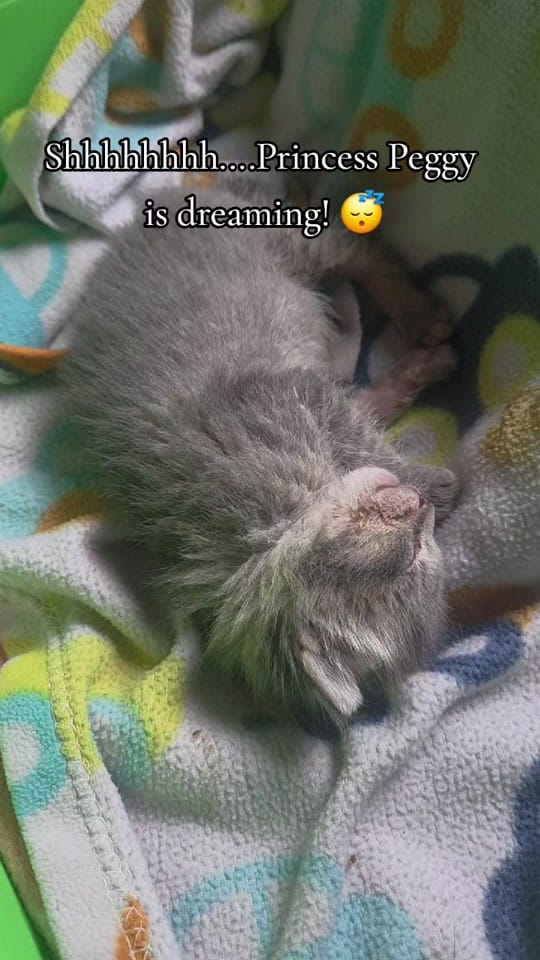 Post 1 by Paxton Feline Rescue on TikTok (video)