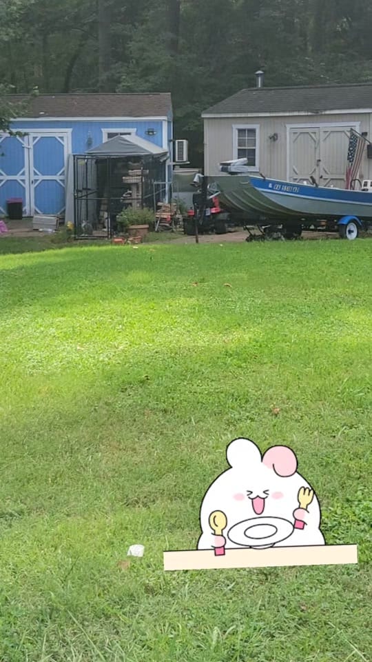 Post 5 by Paxton Feline Rescue on TikTok (video)