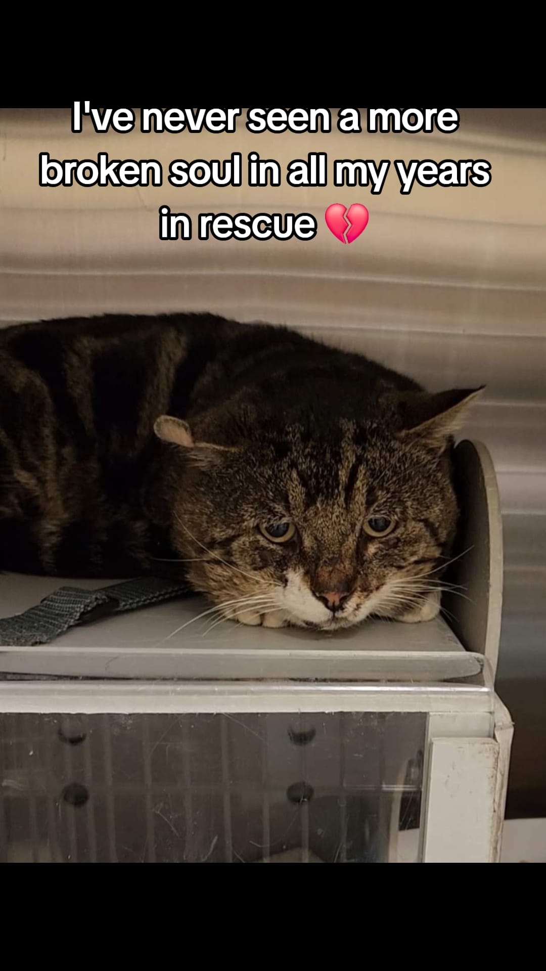 Post 9 by Paxton Feline Rescue on TikTok (video)