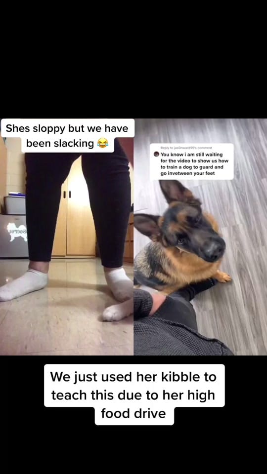 Post 6 by Adventurous.k9 on TikTok (video)