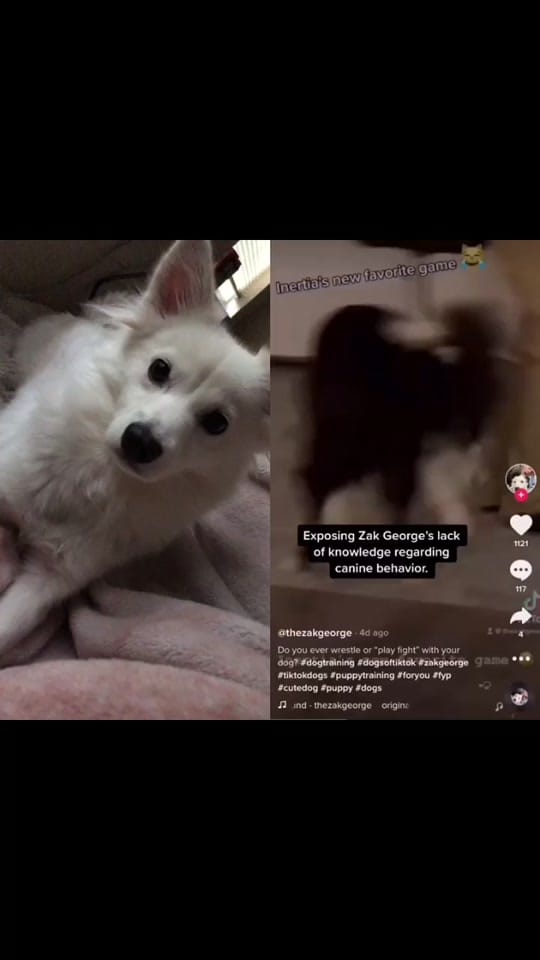Post 10 by Adventurous.k9 on TikTok (video)