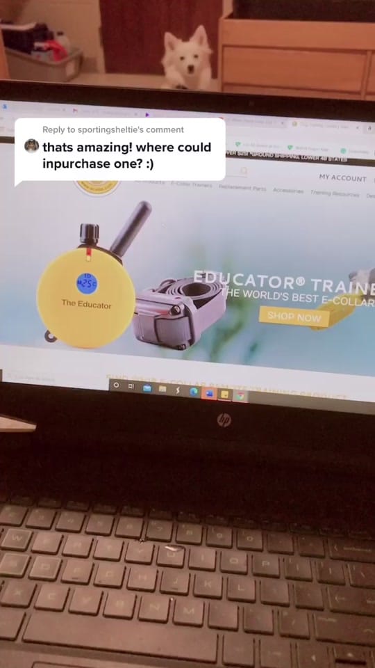 Post 8 by Adventurous.k9 on TikTok (video)