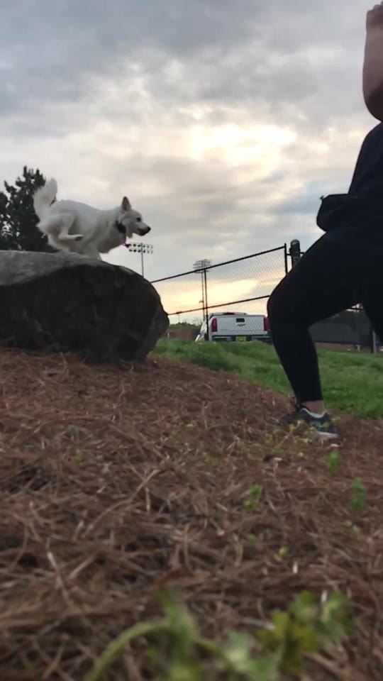 Post 1 by Adventurous.k9 on TikTok (video)