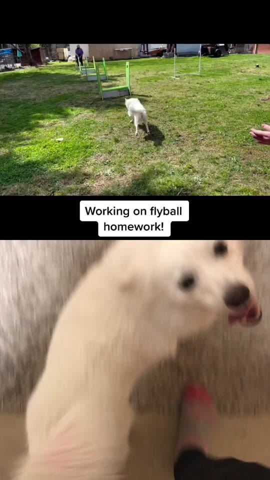 Post 5 by Adventurous.k9 on TikTok (video)