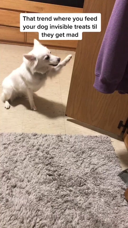 Post 7 by Adventurous.k9 on TikTok (video)