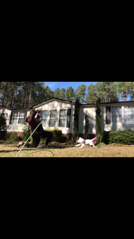 Post 2 by Adventurous.k9 on TikTok (video)