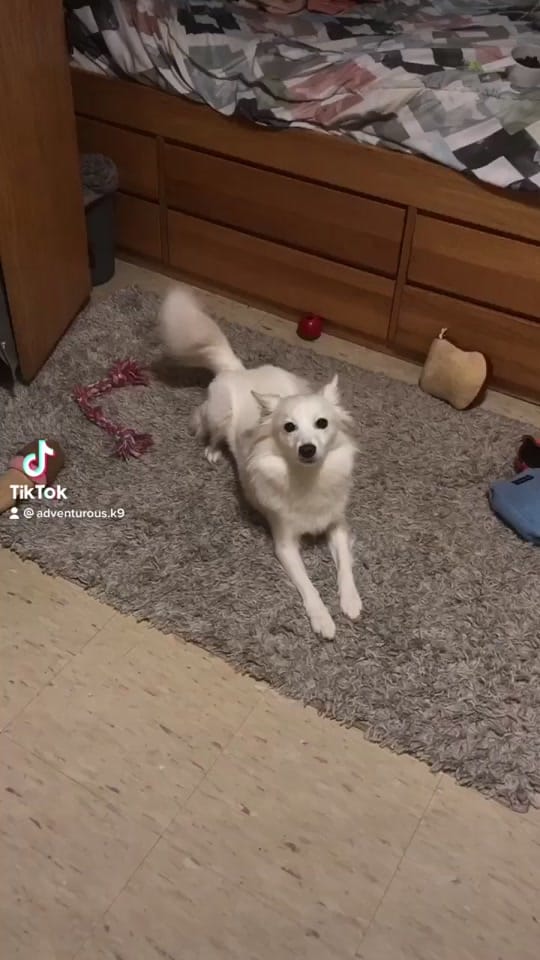Post 3 by Adventurous.k9 on TikTok (video)