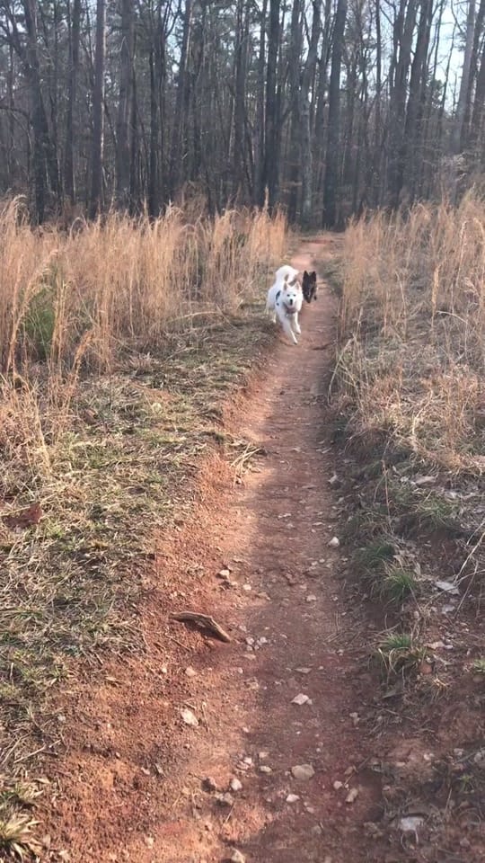 Post 4 by Adventurous.k9 on TikTok (video)