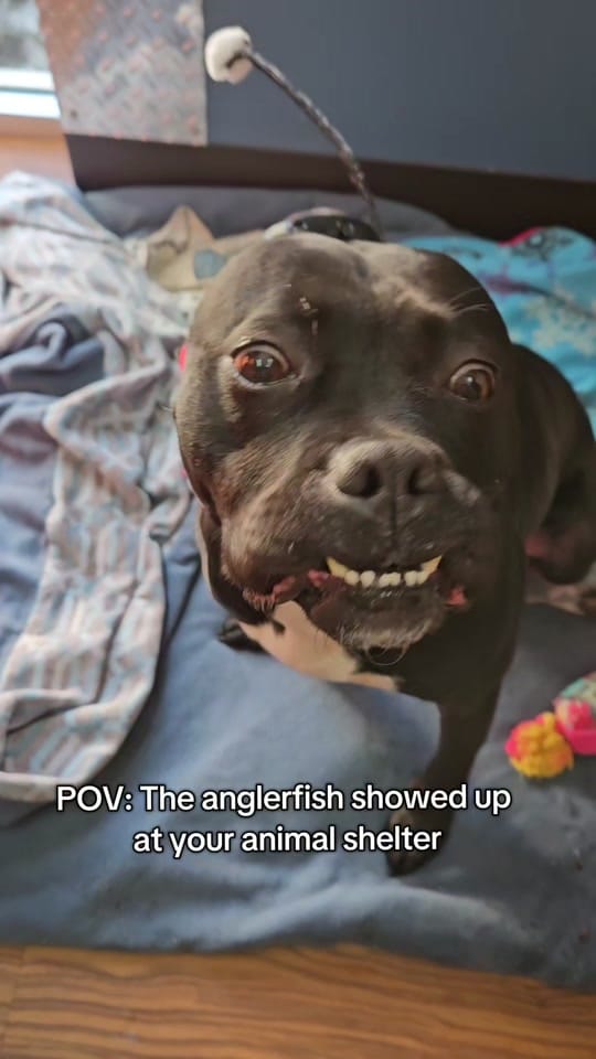 Post 8 by Great Plains SPCA on TikTok (video)