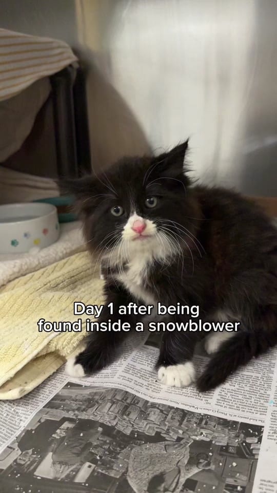 Post 7 by Great Plains SPCA on TikTok (video)