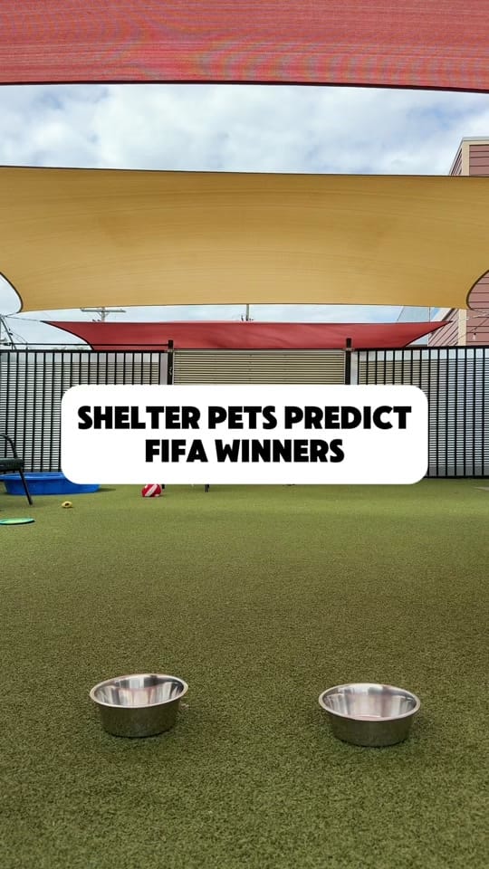 Post 1 by Great Plains SPCA on TikTok (video)