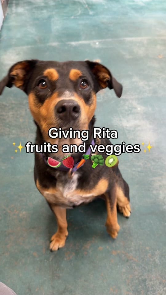 Post 4 by Great Plains SPCA on TikTok (video)