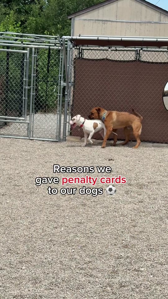 Post 3 by Great Plains SPCA on TikTok (video)