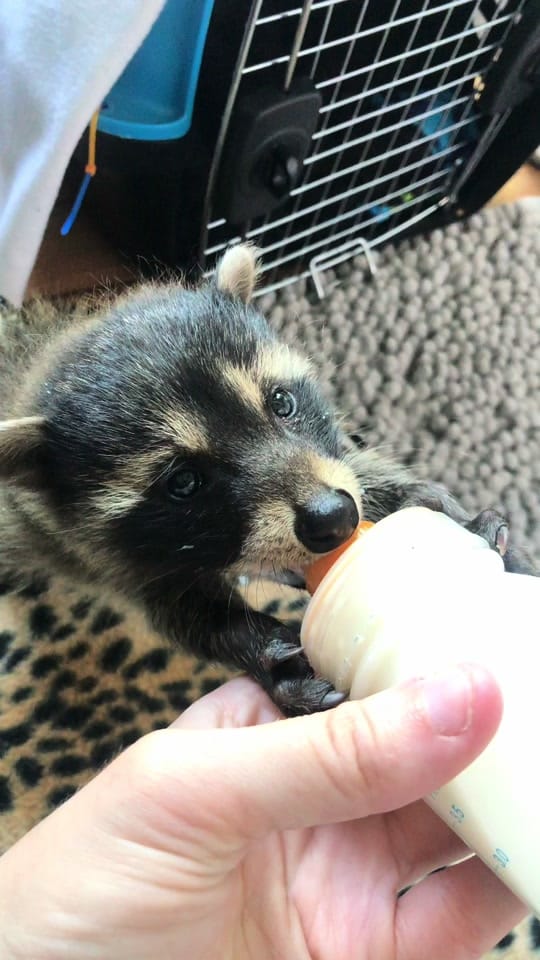 Post 1 by Alexisrescues on TikTok (video)