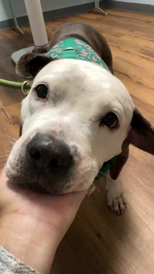 Post 5 by Alexisrescues on TikTok (video)