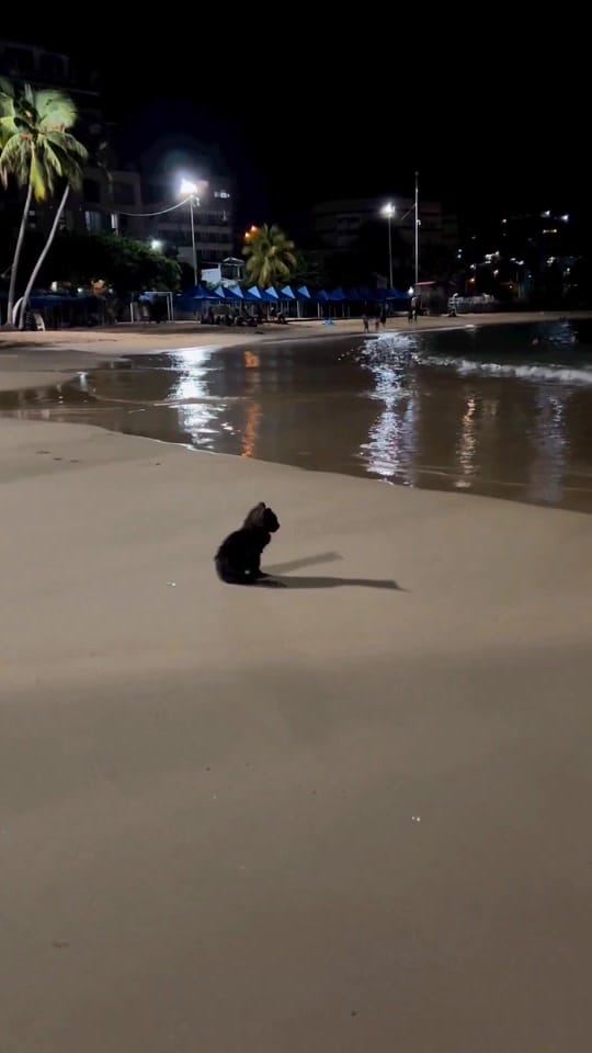 Post 10 by Cats Unleashed on TikTok (video)