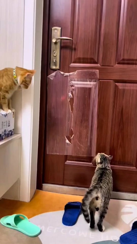 Post 9 by Cats Unleashed on TikTok (video)