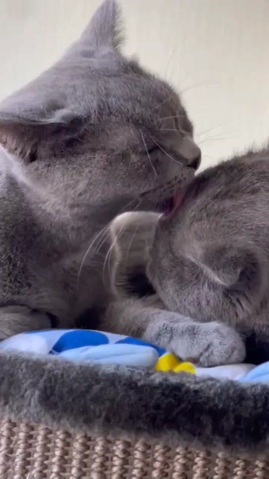 Post 5 by Cats Unleashed on TikTok (video)