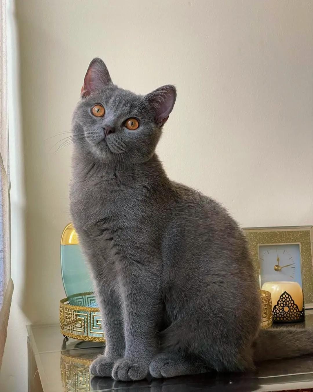 Post 6 by Cats Unleashed on TikTok (video)