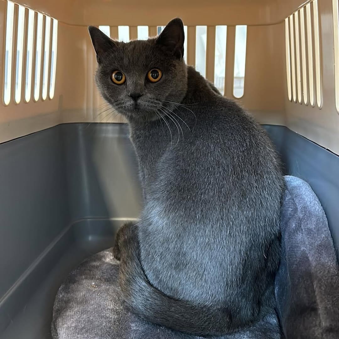 Post 8 by Cats Unleashed on TikTok (video)