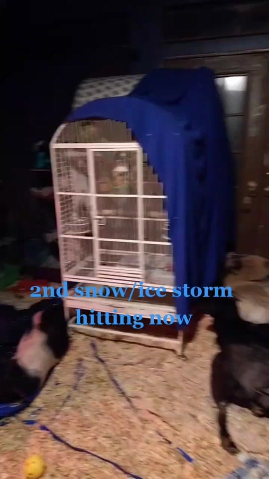 Post 10 by TinyHoovesRescueAndPettingZoo on TikTok (video)