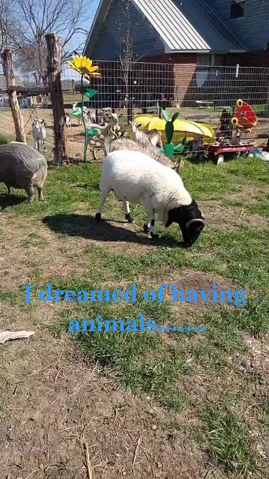 Post 9 by TinyHoovesRescueAndPettingZoo on TikTok (video)