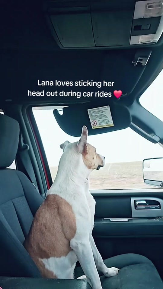 Post 1 by TinyHoovesRescueAndPettingZoo on TikTok (video)
