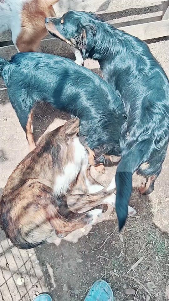 Post 2 by TinyHoovesRescueAndPettingZoo on TikTok (video)