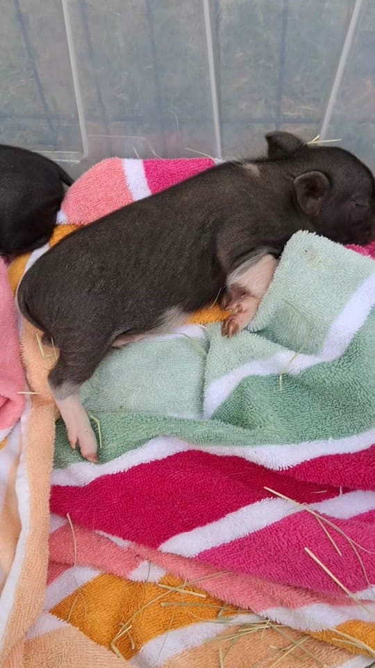 Post 4 by TinyHoovesRescueAndPettingZoo on TikTok (video)