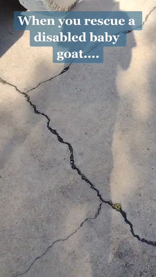 Post 8 by TinyHoovesRescueAndPettingZoo on TikTok (video)