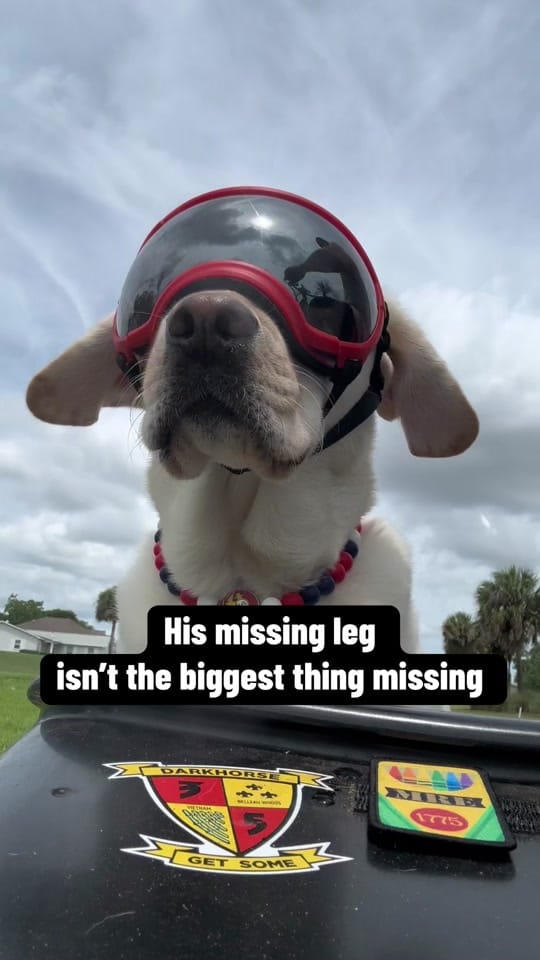 Post 5 by Skeeter The Service Dog 🐾🦿 on TikTok (video)
