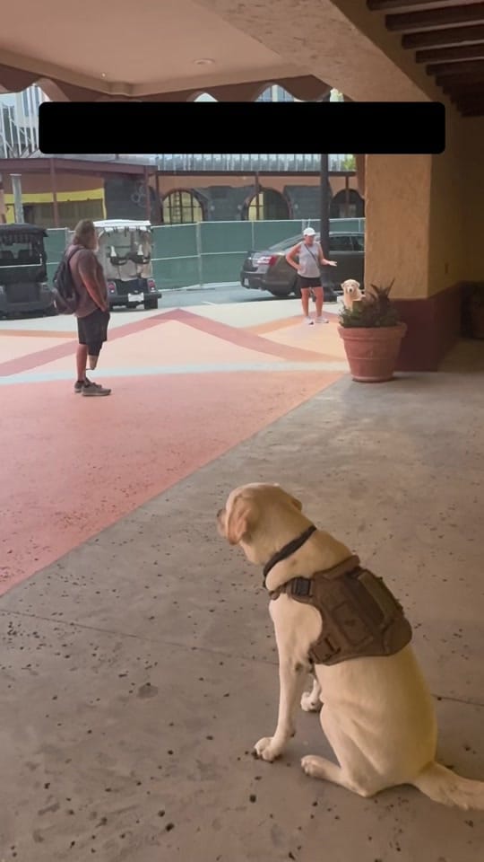 Post 3 by Skeeter The Service Dog 🐾🦿 on TikTok (video)