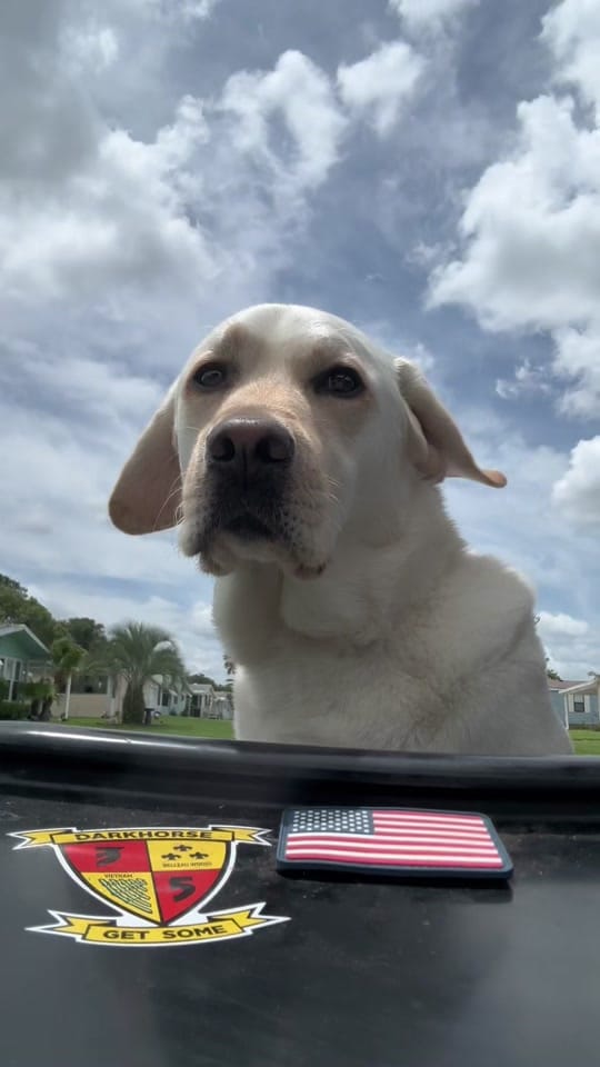 Post 8 by Skeeter The Service Dog 🐾🦿 on TikTok (video)
