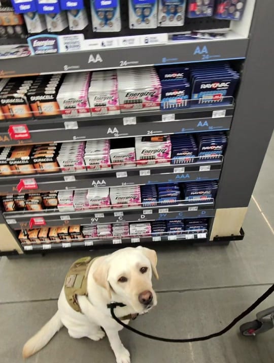 Post 10 by Skeeter The Service Dog 🐾🦿 on TikTok (video)