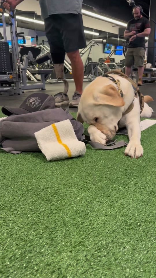 Post 9 by Skeeter The Service Dog 🐾🦿 on TikTok (video)
