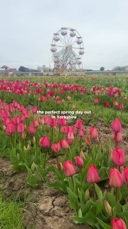 Post 4 by Yorkshirefi on TikTok (video)