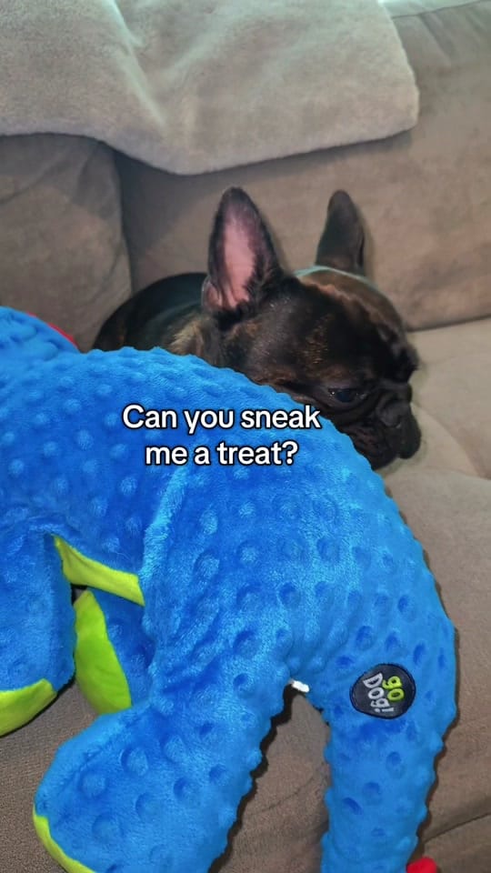 Post 2 by aspenthefrenchie4 on TikTok (video)