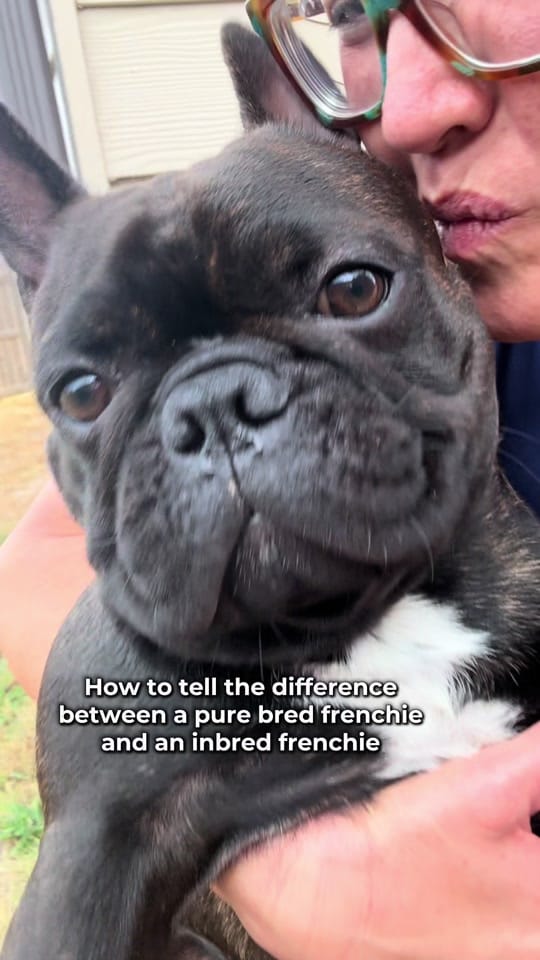 Post 8 by aspenthefrenchie4 on TikTok (video)