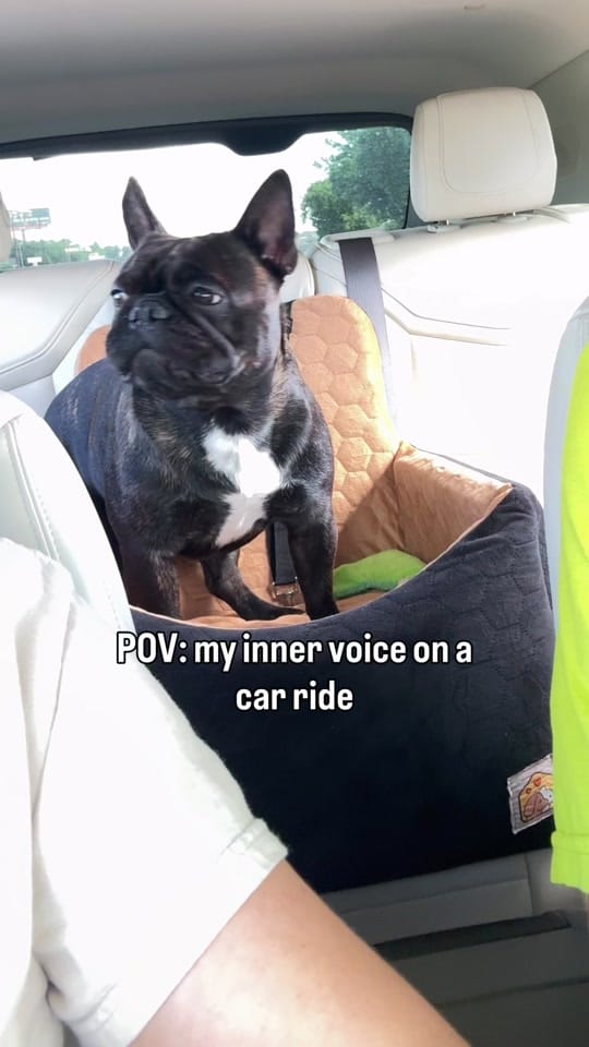 Post 4 by aspenthefrenchie4 on TikTok (video)