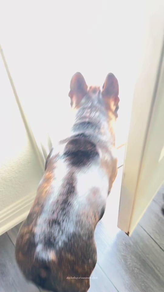 Post 10 by aspenthefrenchie4 on TikTok (video)