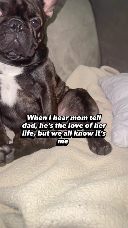 Post 1 by aspenthefrenchie4 on TikTok (video)