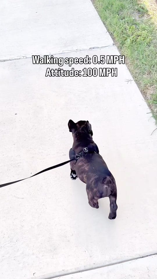 Post 6 by aspenthefrenchie4 on TikTok (video)