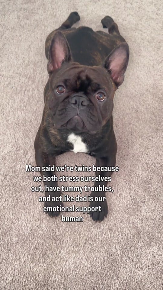 Post 7 by aspenthefrenchie4 on TikTok (video)